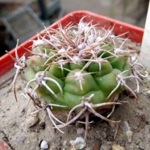 gymnocalycium valnicekianum