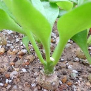 tylecodon ramosum ЮАР