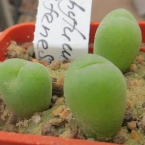 conophytum subfenestratum