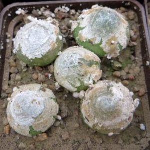 conophytum burgeri