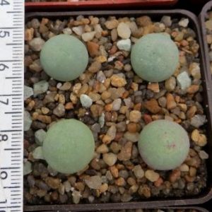 conophytum calculus