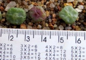 conophytum angelicae ssp tetragonum