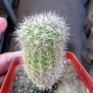 echinocereus russanthus