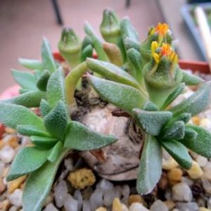 aloinopsis acuta