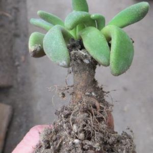 314.3 MG aloinopsis persii