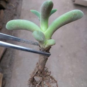1314 MG  aloinopsis peersii-