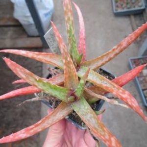 aloe fragilis ES 4627