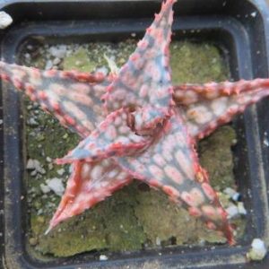 aloe hybrids