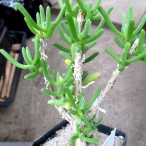 trichodiadema intonsum