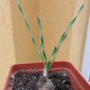 IB 11324 drimia spec. Grasridge Daam спиральный лист
