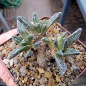 nananthus margaritiferus