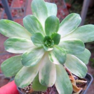 aeonium castello-paivae variegata
