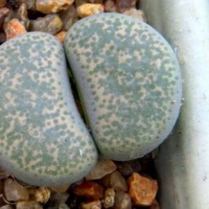 1731.51 lithops terricolor  springbok