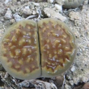 1608 .3 lithops halii C 142 A