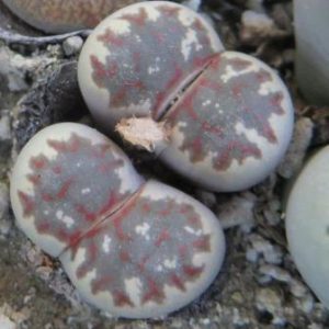 lithops dorotheae