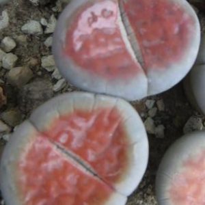 lithops karasmontana lateritia