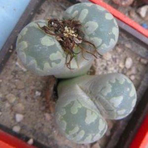 lithops otzeniana best