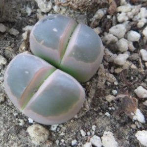lithops olivacea c109