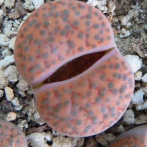 lithops fulviceps v. lactinea