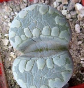 lithops otzeniana best