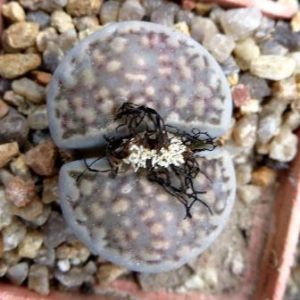 lithops halii