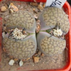 1598 lithops halii С52