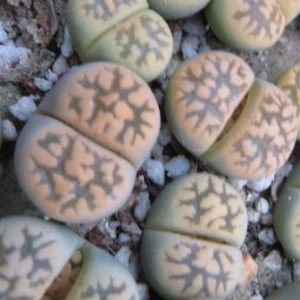 lithops karasmontana bella  C143