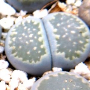 lithops salicola
