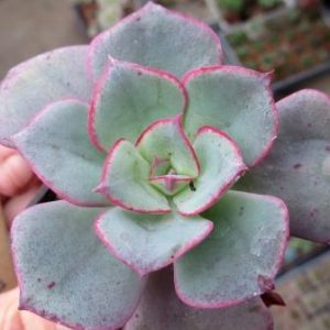 echeveria spec