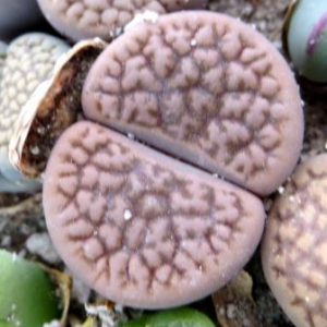 1597 lithops halii C22