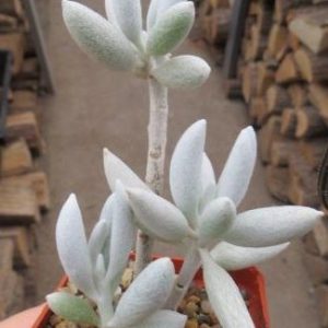 senecio haworthioides