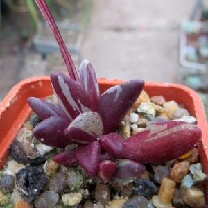 lenophyllum guttatum variegated