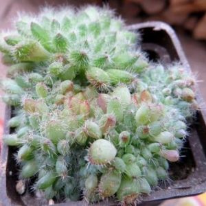 echeveria setosa cristata
