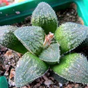 haworthia hybrid
