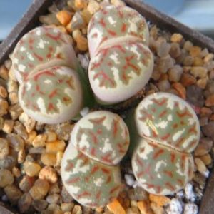 lithops dorotheae c124