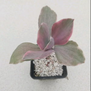 Echeveria Metalica Decora