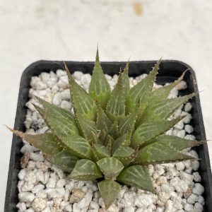 Haworthia emelyae var. multifolia (IB)