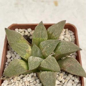 Haworthia pygmaea v. pygmaea (Japan)