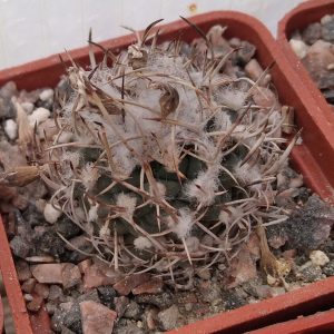 Turbinicarpus spec. -s