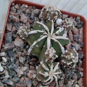 Astrophytum myriostigma cv."Hakuygo Rampo" -s