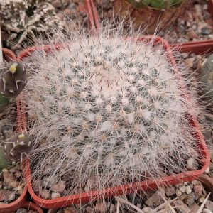 Mammillaria hahniana -s