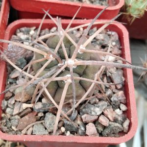 Gymnocalycium spegazzinii v. horyzontalonium -s