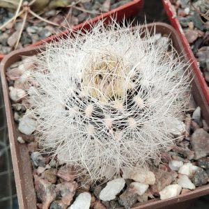 Neoporteria senilis -super white form- s