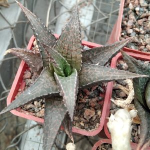 Haworthia tesselata -s