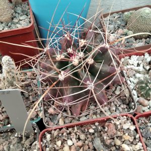 Ferocactus hamatacanthus -super spines- s