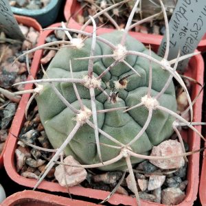 Gymnocalycium castelanosii v. rigidum -Tama- MG- s