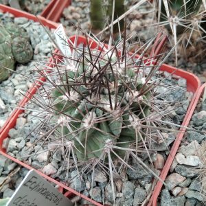 Neoporteria rupicola -s