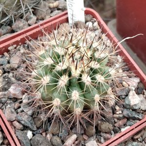 Neoporteria multicolor KK48