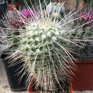 Mammillaria nejapensis v. longispina -seeds-семена-