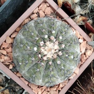 Gymnocalycium occultum VS196 -seeds-семена-